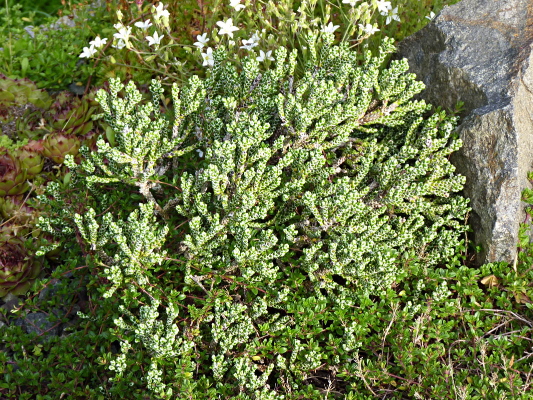 Ozothamnus selago var tumidum photo